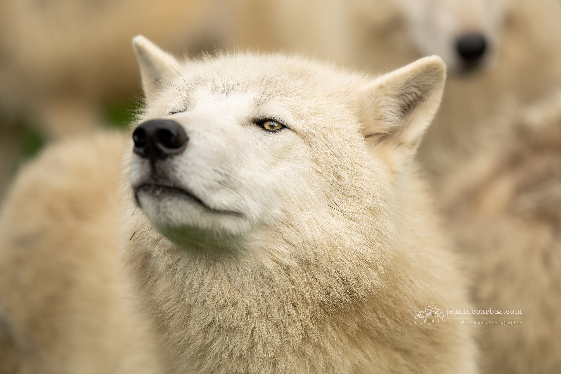 Loup arctique