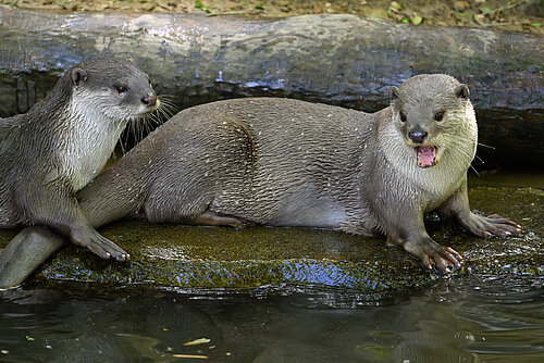 Loutre à pelage lisse