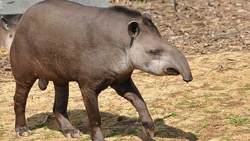 Tapir terrestre