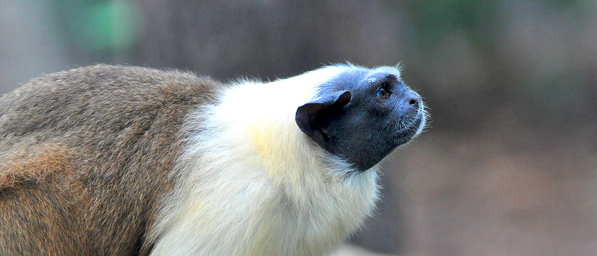 Tamarin bicolore