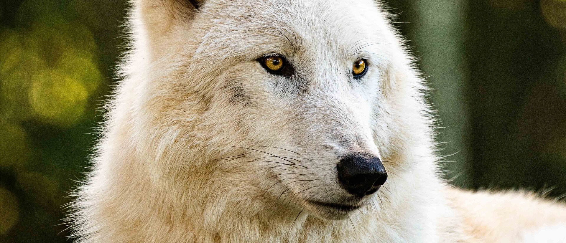 Loup arctique