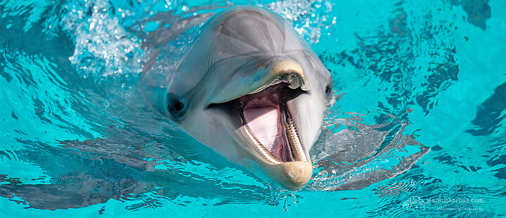 Option Rencontre avec les Dauphins 