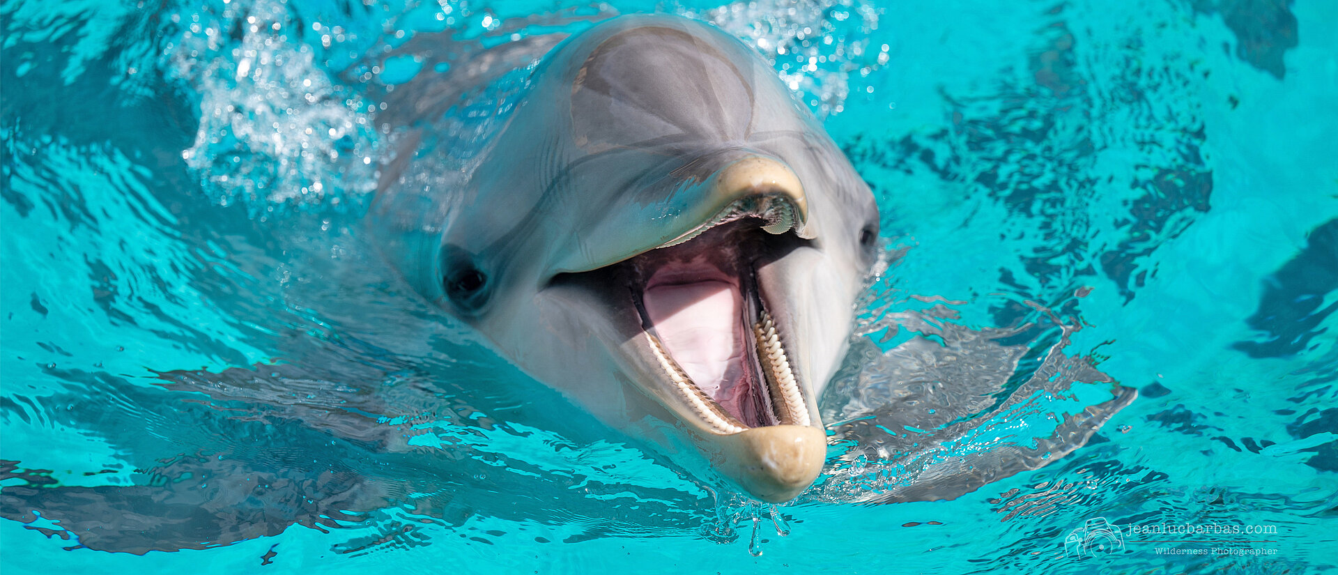 Plan te Sauvage Dauphins Plan te Sauvage Dauphins