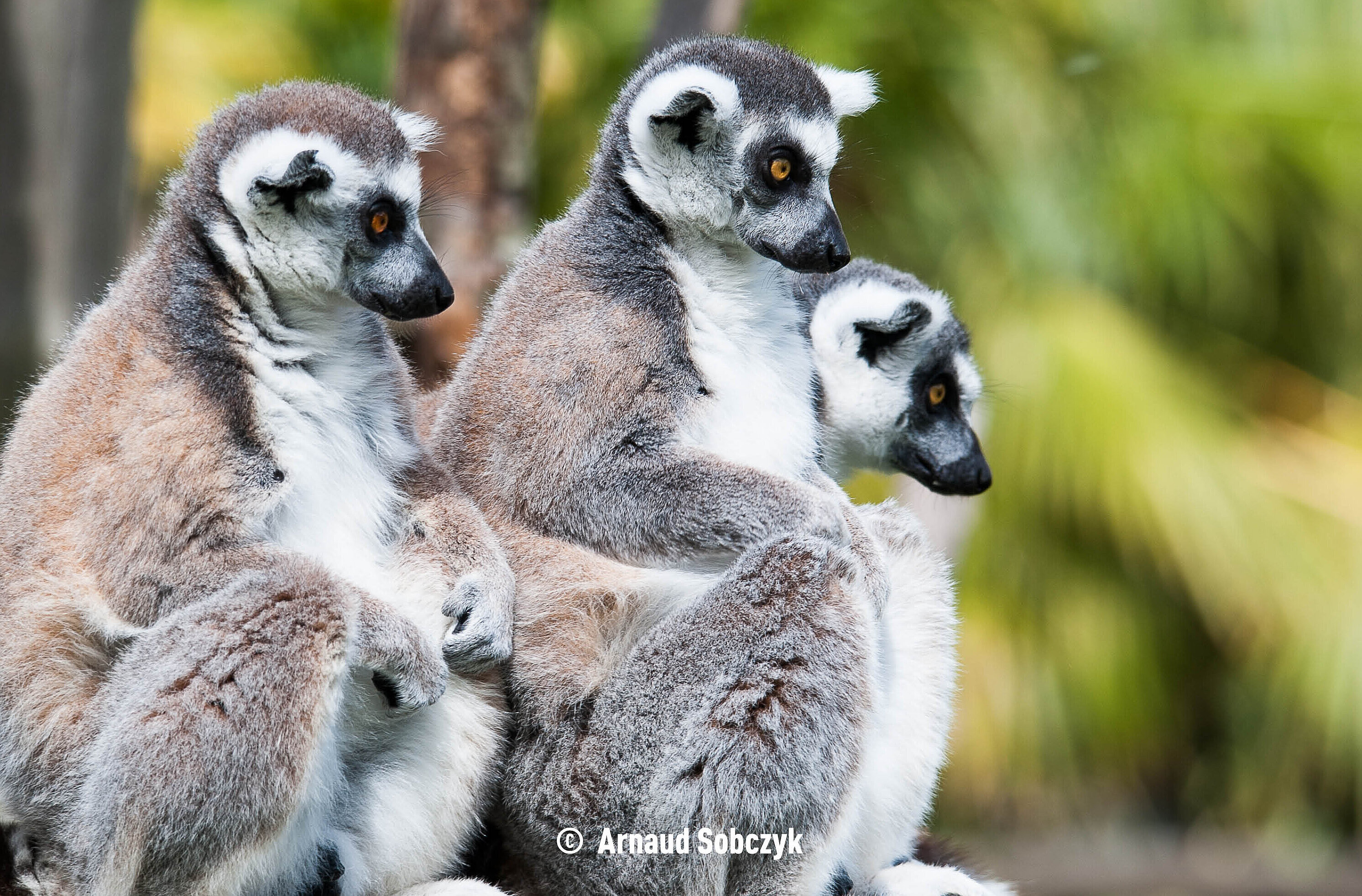 Maki Catta © Arnaud Sobczyk