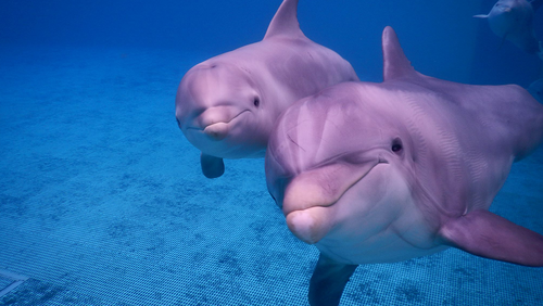 Dauphins