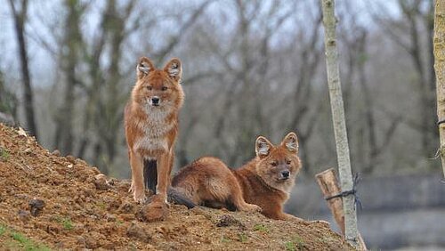 Dhole