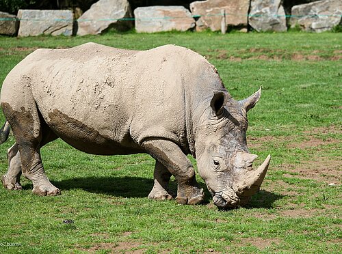 Rhinocéros blanc