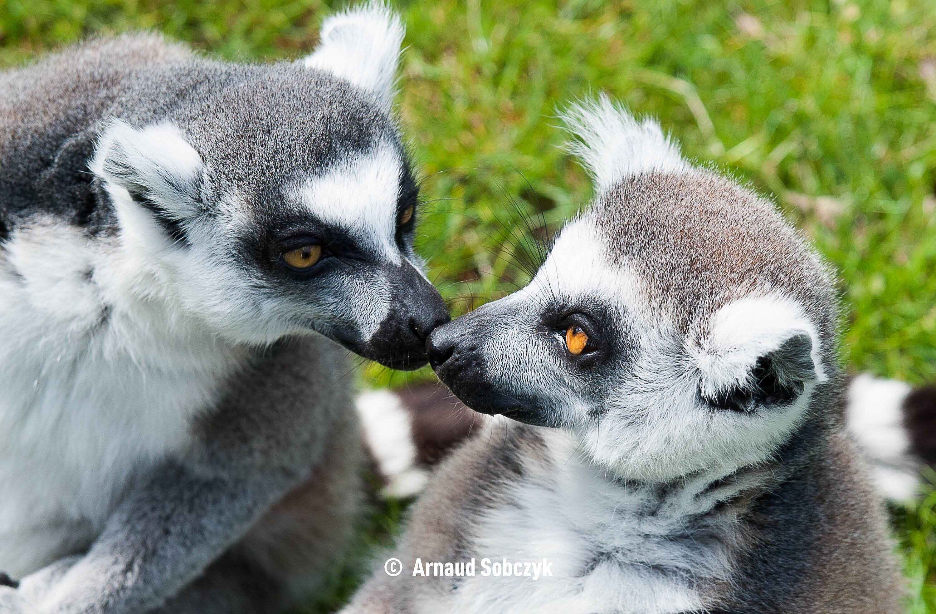 Maki Catta © Arnaud Sobczyk