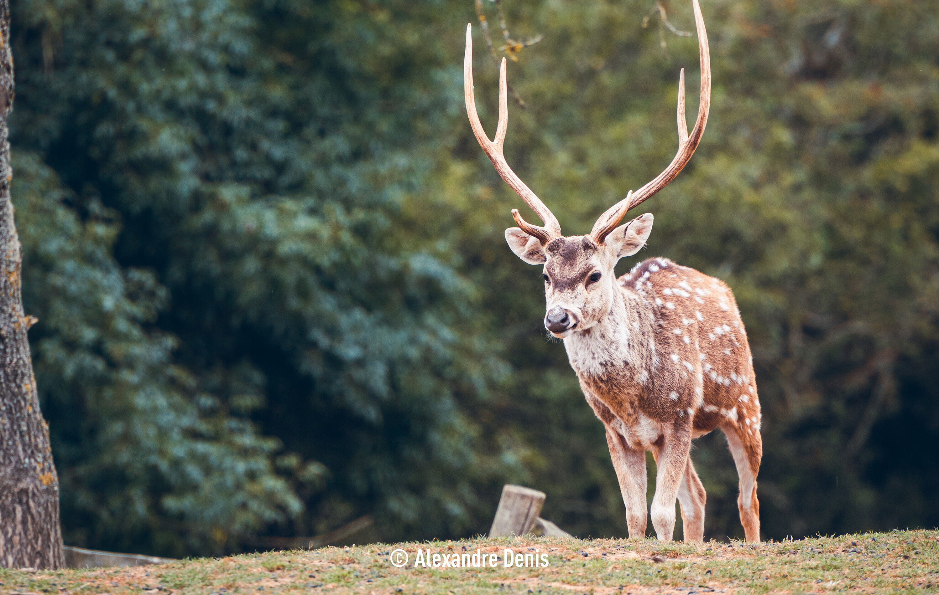 © Alexandre Denis - cerf axis
