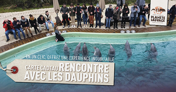 Carte cadeau rencontre avec les dauphins