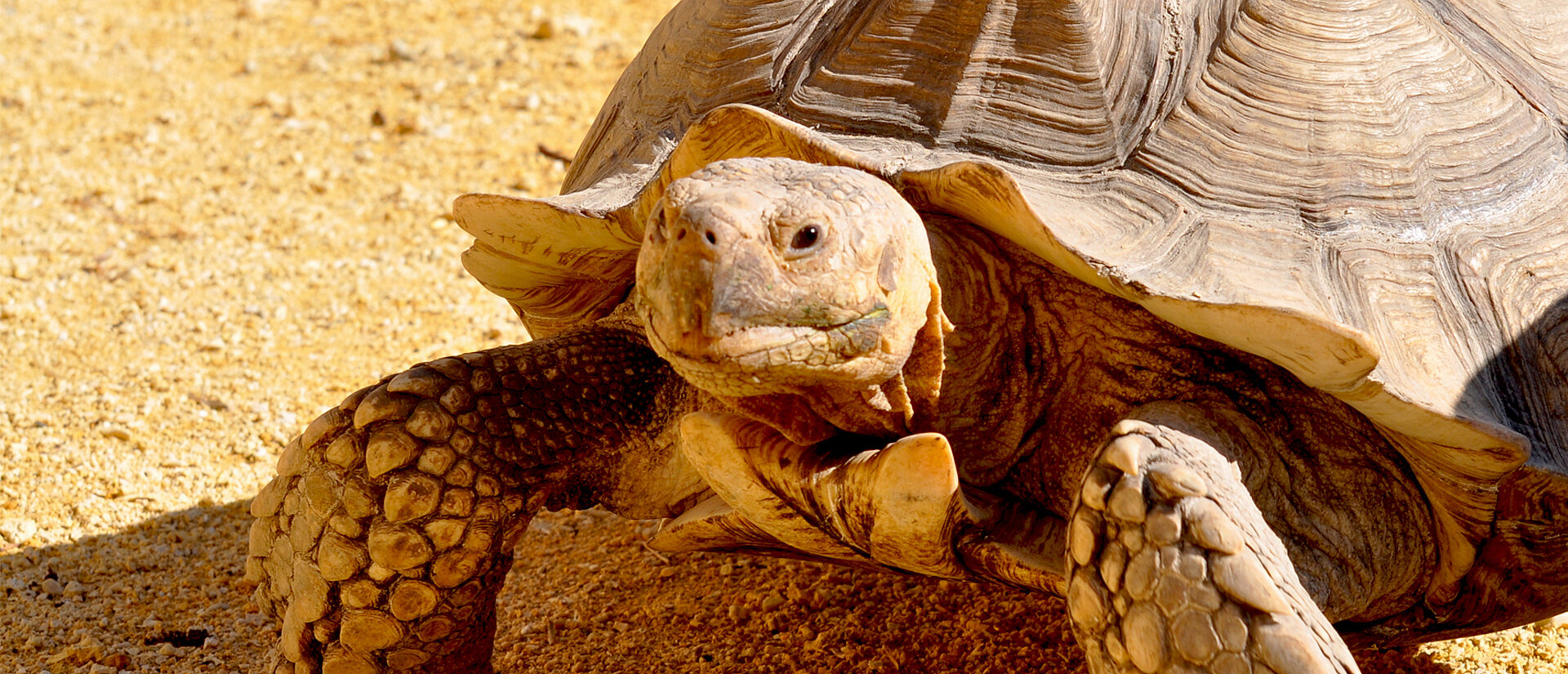 Tortue Sulcata