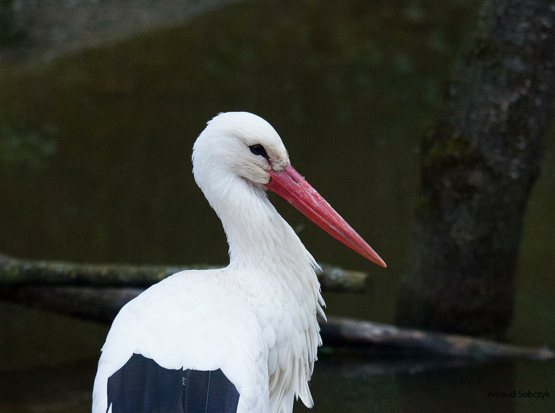 Cigogne blanche