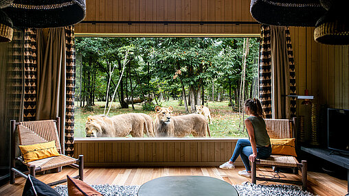 Lodge Lions