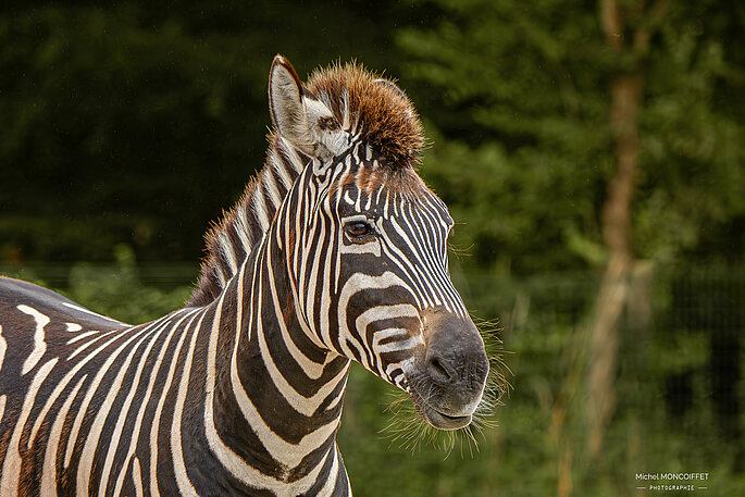 Zebre