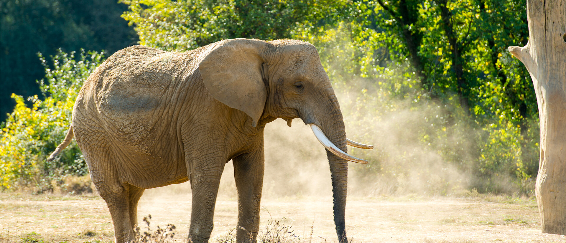 Planète Sauvage  Eléphant d'Afrique