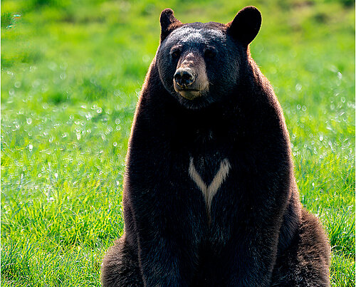 Ours noir d'Amérique