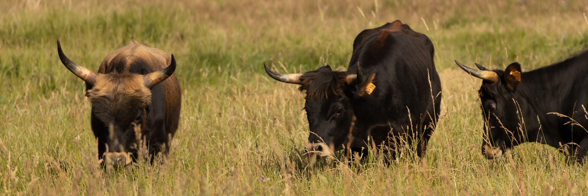 Aurochs