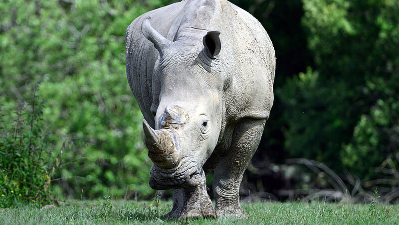 Billet d'entrée 2026 PSH*