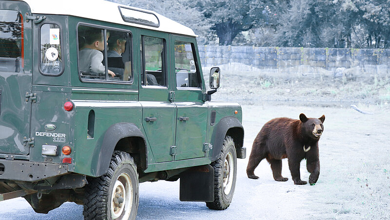 Safari VIP