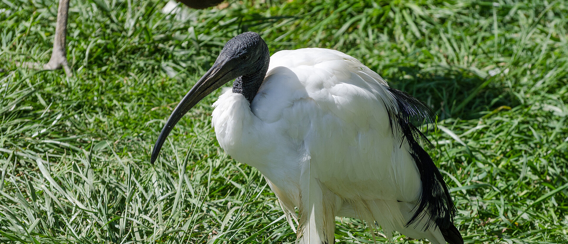 Ibis sacré