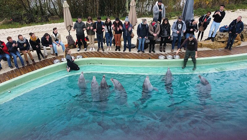 Option Rencontre avec les Dauphins