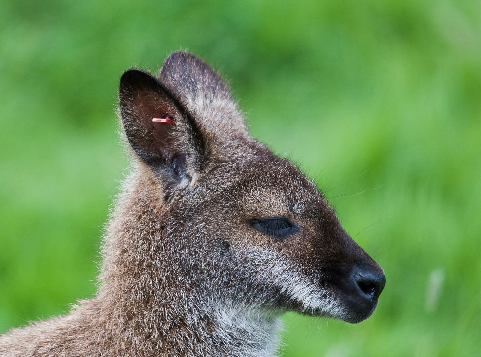 Wallaby de Bennett