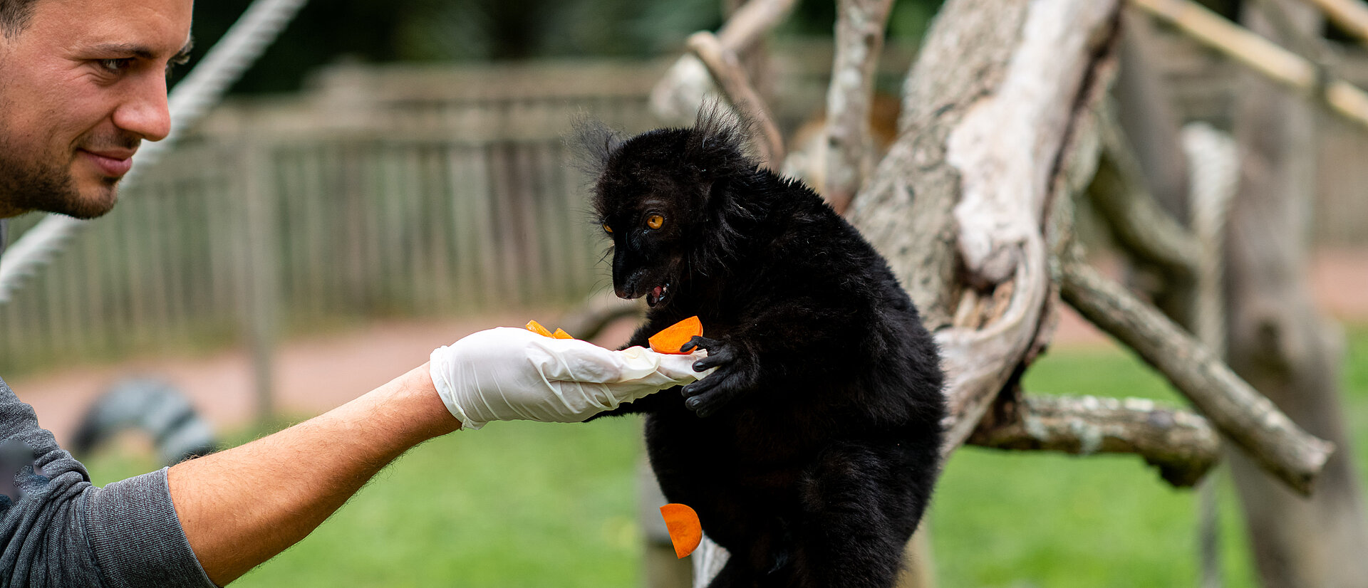 Offrez l'émotion d'une rencontre sauvage