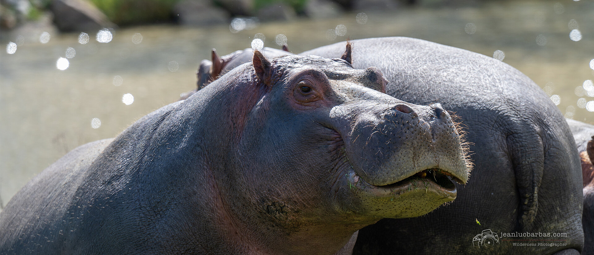 Hippopotame amphibie