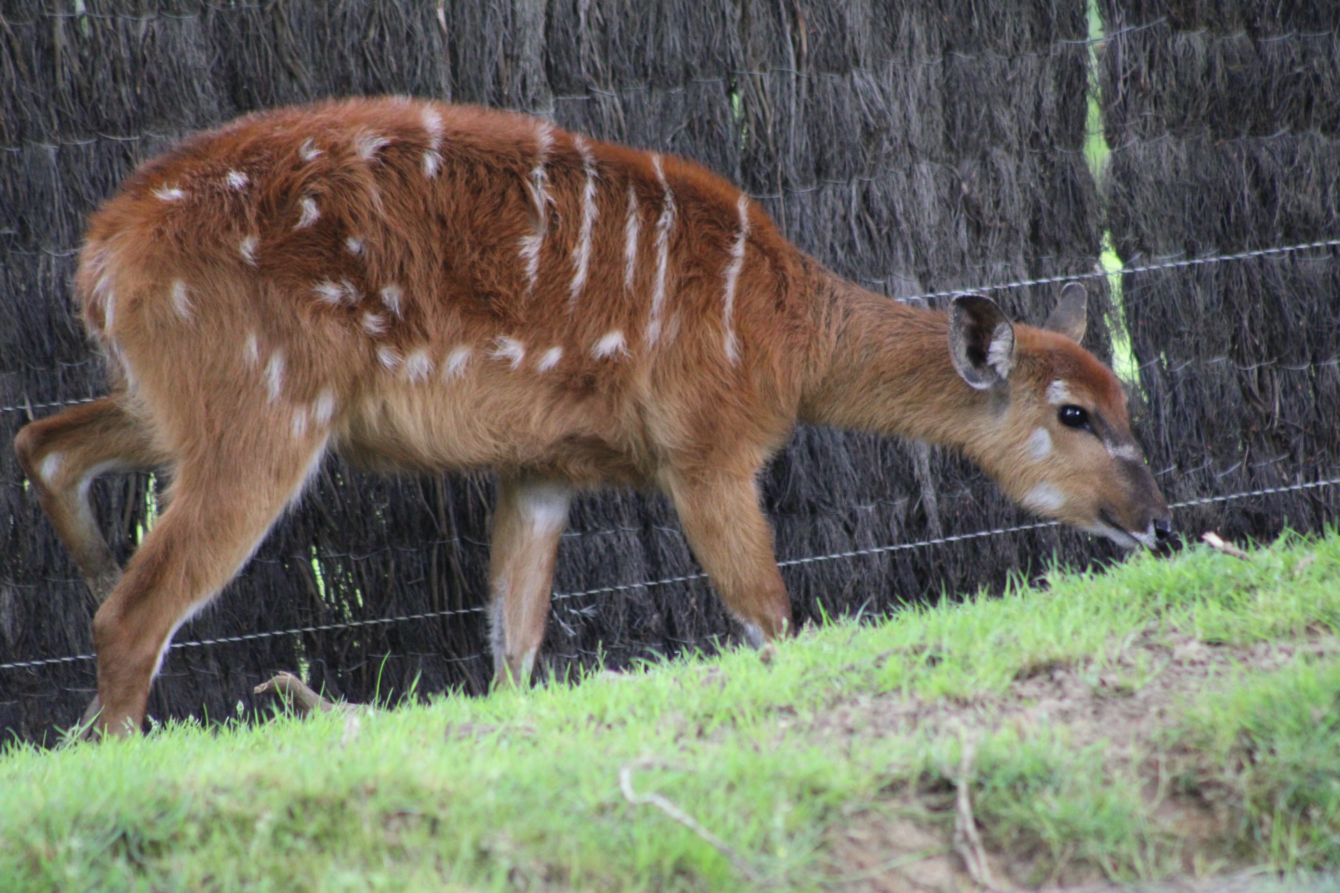 Sitatunga occidental