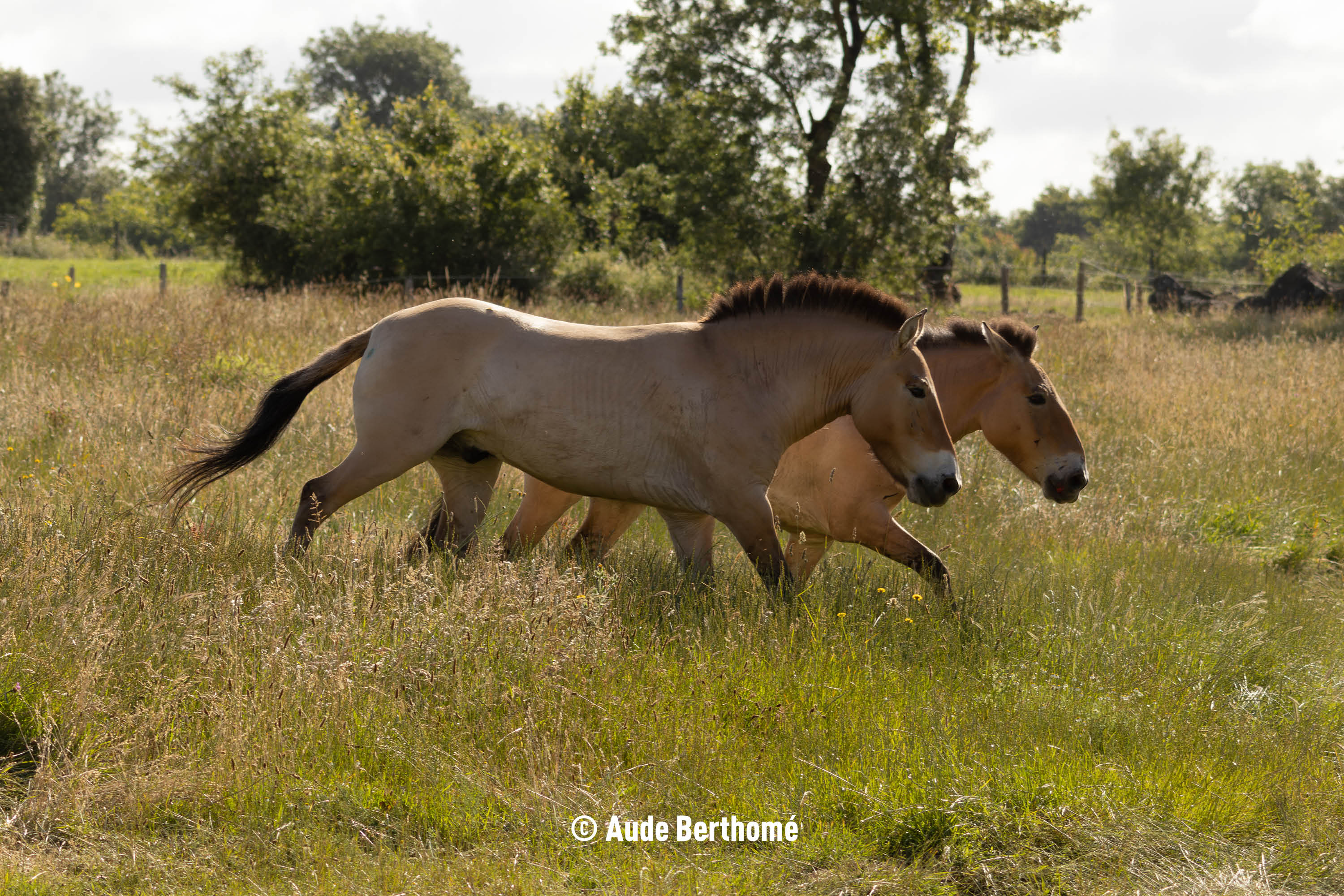 cheval de Przewalski