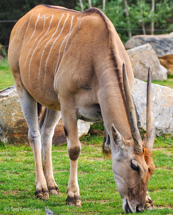 safari planete sauvage nantes