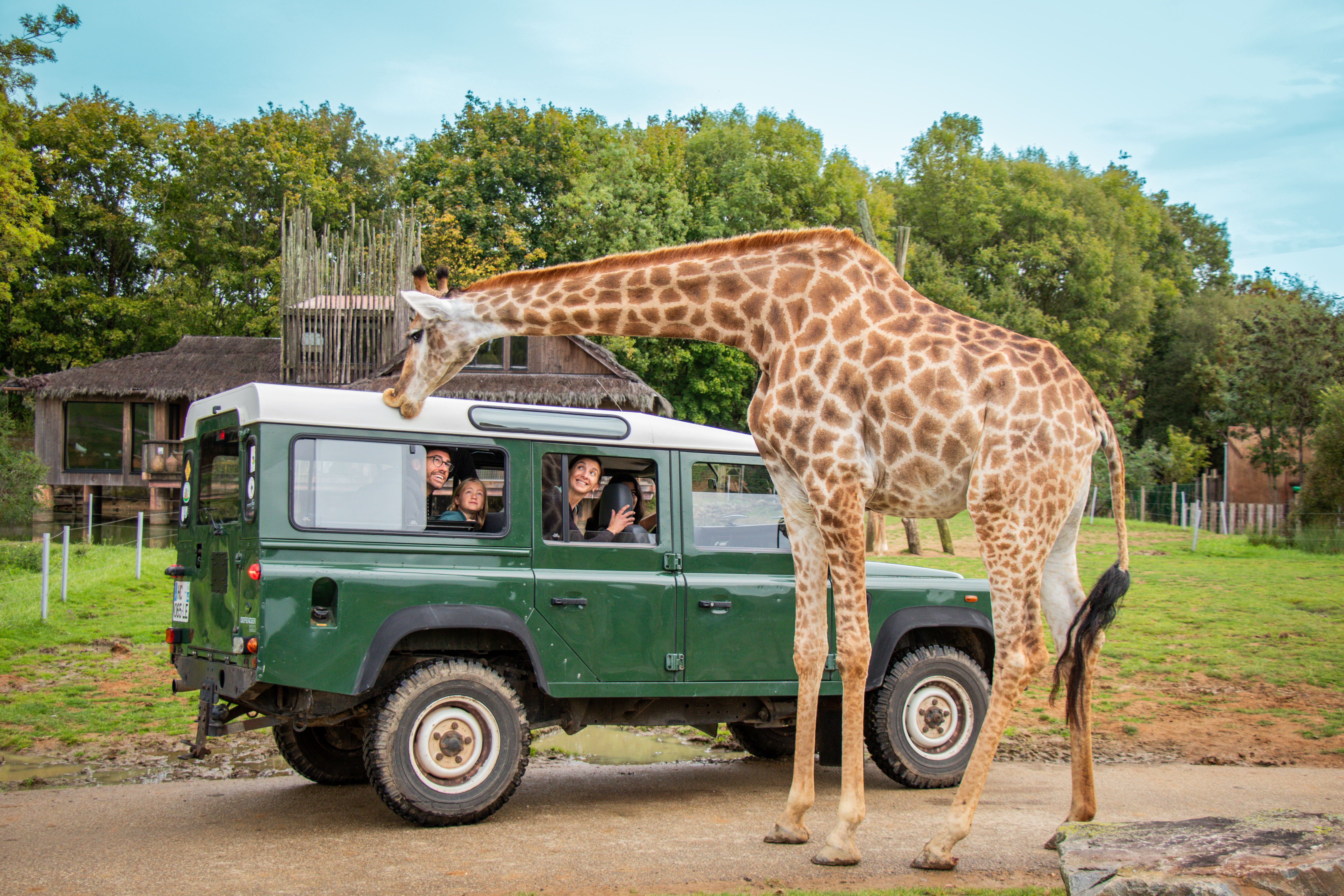 Safari VIP