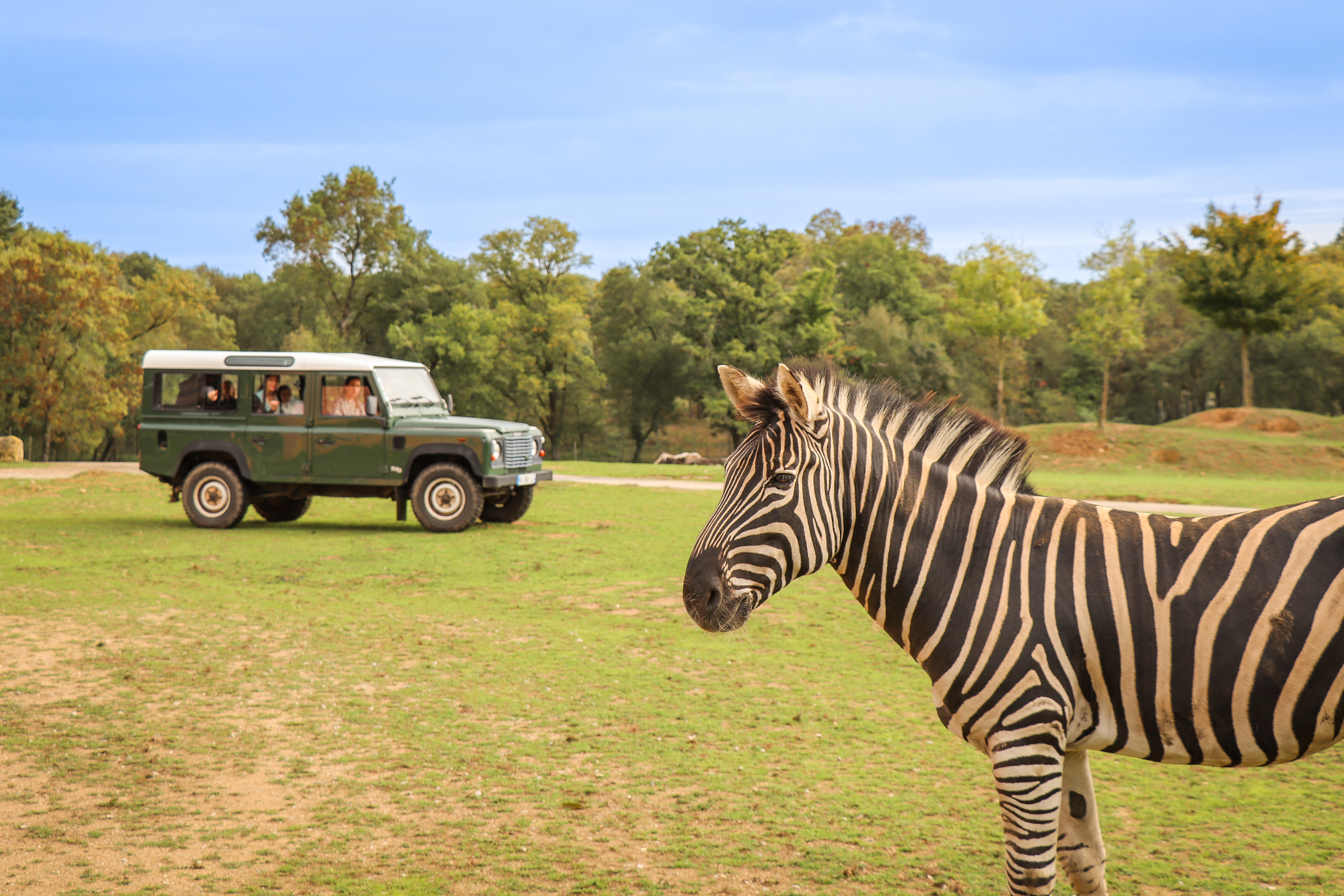 Safari Excellence