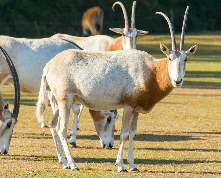 Oryx algazelle