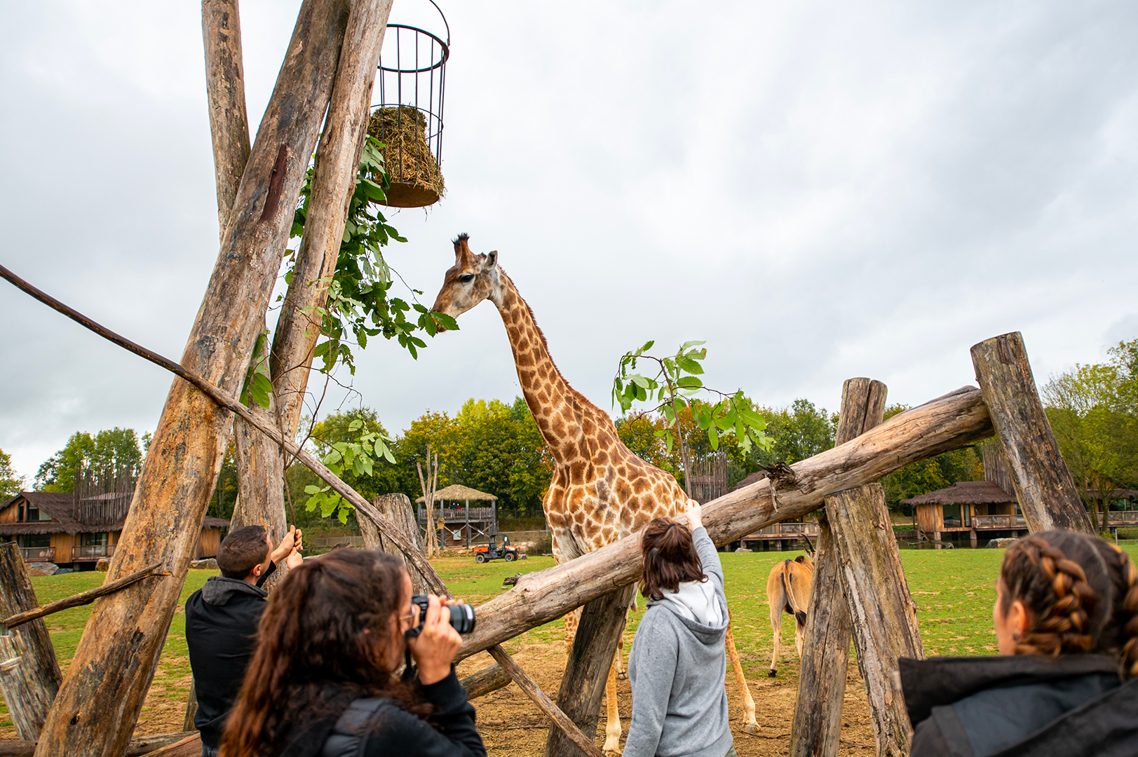 Soigneur d'un jour 12 ans et + Circuit girafe