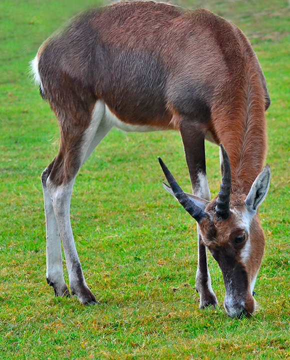 safari planete sauvage nantes