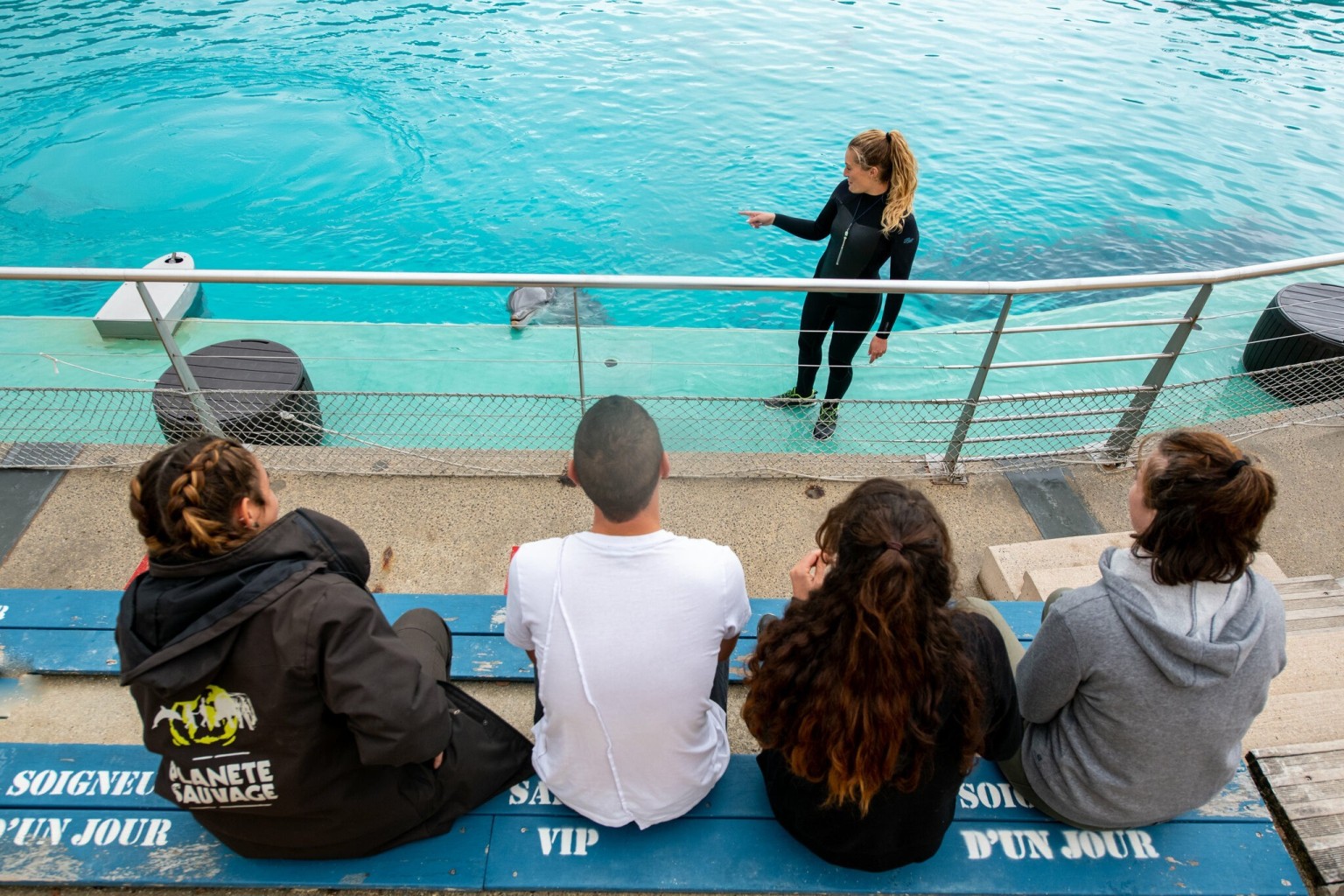 Rencontre avec les Dauphins