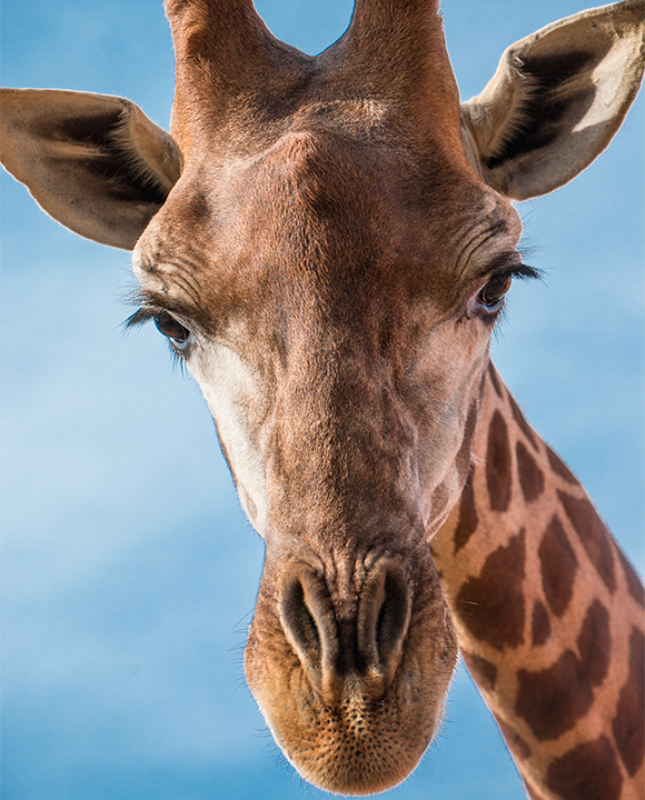 safari planete sauvage nantes