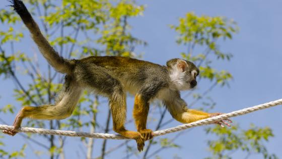 Saïmiri (singe écureuil) - Parc animalier de la Barben