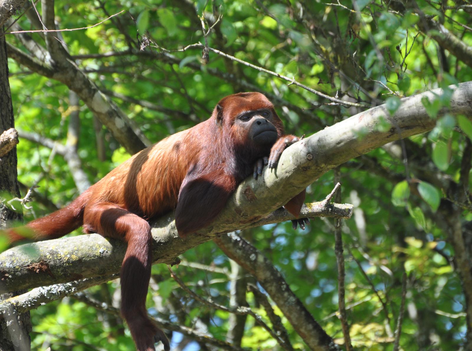 Singe hurleur roux