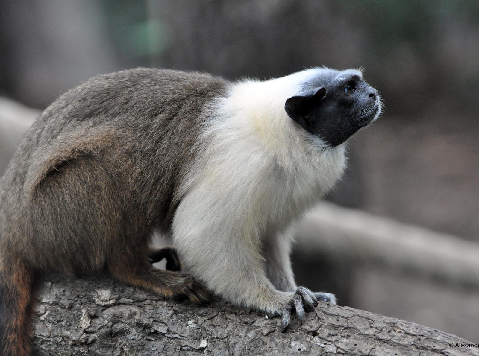 Tamarin bicolore