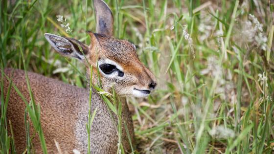 Dik-Dik de Kirk