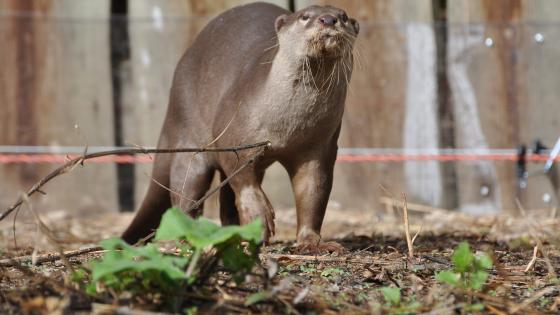 Loutre à pelage lisse