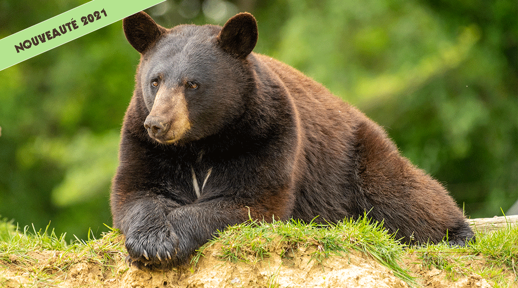 Kaska, ours noir d'Amérique