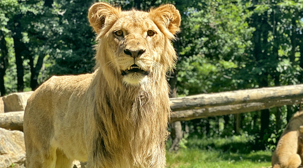 Kovu, Lion d'Angola