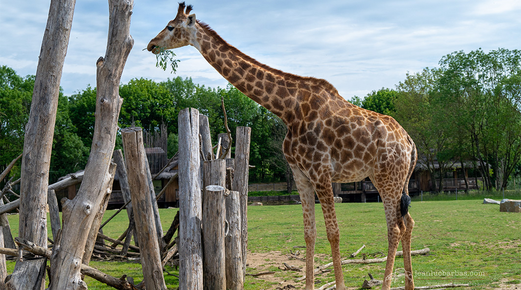 Mongala, Girafe du Cap