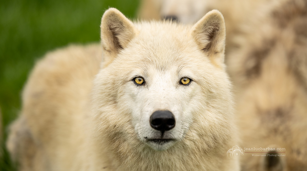 Odin, Loup Arctique