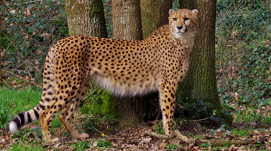 Sultaan, Guépard