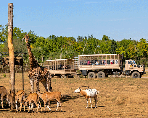 safari zoo voiture