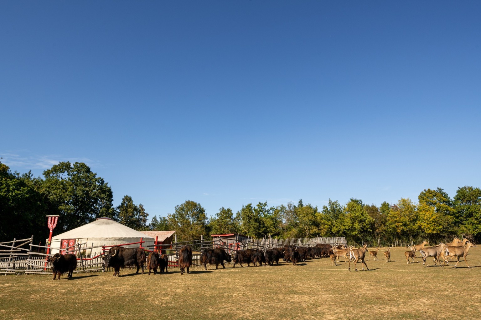 Bivouac en Mongolie